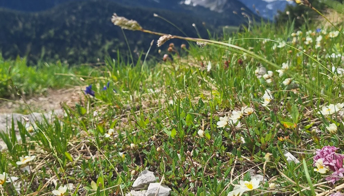 © DAV Ingolstadt / Tourengruppe Bergfreunde